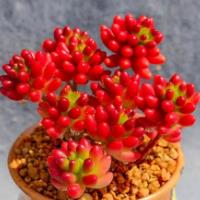 虹之玉怎么修剪成枝头俏？
