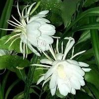 昙花怎么浇水施肥最好呢？