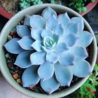蓝石莲怎么养更易开花？